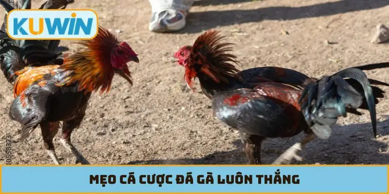 Mẹo cá cược đá gà luôn thắng